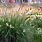 Pennisetum Fountain Grass