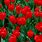 Red Tulips Images