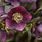 Helleborus Garden