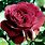 Cabernet Rose Flower
