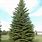 Colorado Green Spruce Tree
