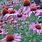 Echinacea Purpurea Plant