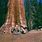 Grant Grove Sequoia National Park