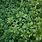 Pachysandra Ground Cover Plants