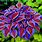 Purple Hosta Plant