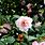 RHS Camellia Japonica