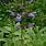 Salvia Officinalis Icterina