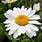 Shasta Daisy Leucanthemum