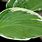 Spear Leaf Hosta