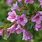 Weigela Bush