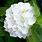 White Hydrangea Plants
