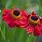 Red Helenium Flowers