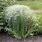 Euphorbia Corollata