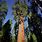 Redwood General Tree
