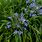 Dwarf Agapanthus