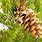 Pinus Flexilis Cone