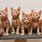 6 Kittens