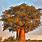 A Baobab Tree