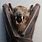 A Bat Picture