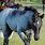 A Blue Roan Horse