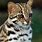 A Leopard Cat