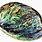 Abalone Shell Images
