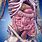 Abdomen Anatomy Human Body