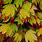 Acer Palmatum Leaves