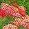 Achillea Millefolium Paprika