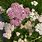 Achillea Millefolium in Pot