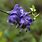 Aconitum Uncinatum