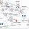 Adenovirus Replication