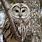 Adult Barred Owl