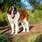 Adult Saint Bernard Dogs