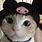 Aesthetic Cat PFP Pinterest