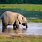 African Elephant Water