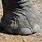 African Forest Elephant Foot