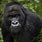 African Great Apes
