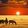 African Safari Sunset