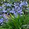 Agapanthus Africanus