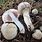 Agaricus Moelleri