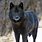 Alaskan Black Wolf