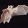 Albino Fruit Bat