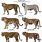 All Tiger Species