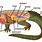 Alligator Anatomy