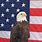 American Bald Eagle and American Flag