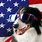 American Flag Dog