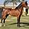 An Arabian Horse