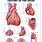 Anatomical Heart Anatomy