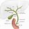 Anatomy of Biliary Tree
